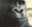 monkewhat emote