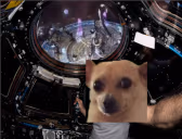 awkontheinternationspacestationdoingcalloutsforworldproggroups emote