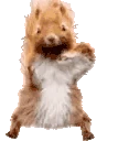 squirrelJAM emote