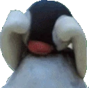 pinga_cry emote