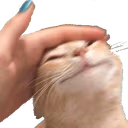 catpat emote