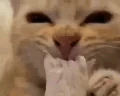 Bussin emote