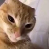 gato_ceja_edited emote