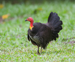 FOWL static emote