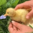 duck emote