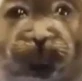whoasked emote