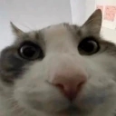WIRES emote