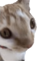 sop emote