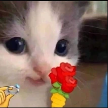 Cat_propose emote