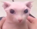 bingusStare emote