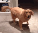 spinnies emote