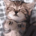 catsleep emote