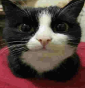 meowmeowmeow static emote