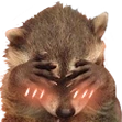 raccoon_blush emote