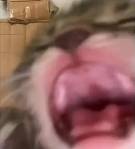 AAAAA emote