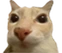 otg emote