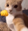 catpunching emote