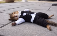 belkaDeath emote
