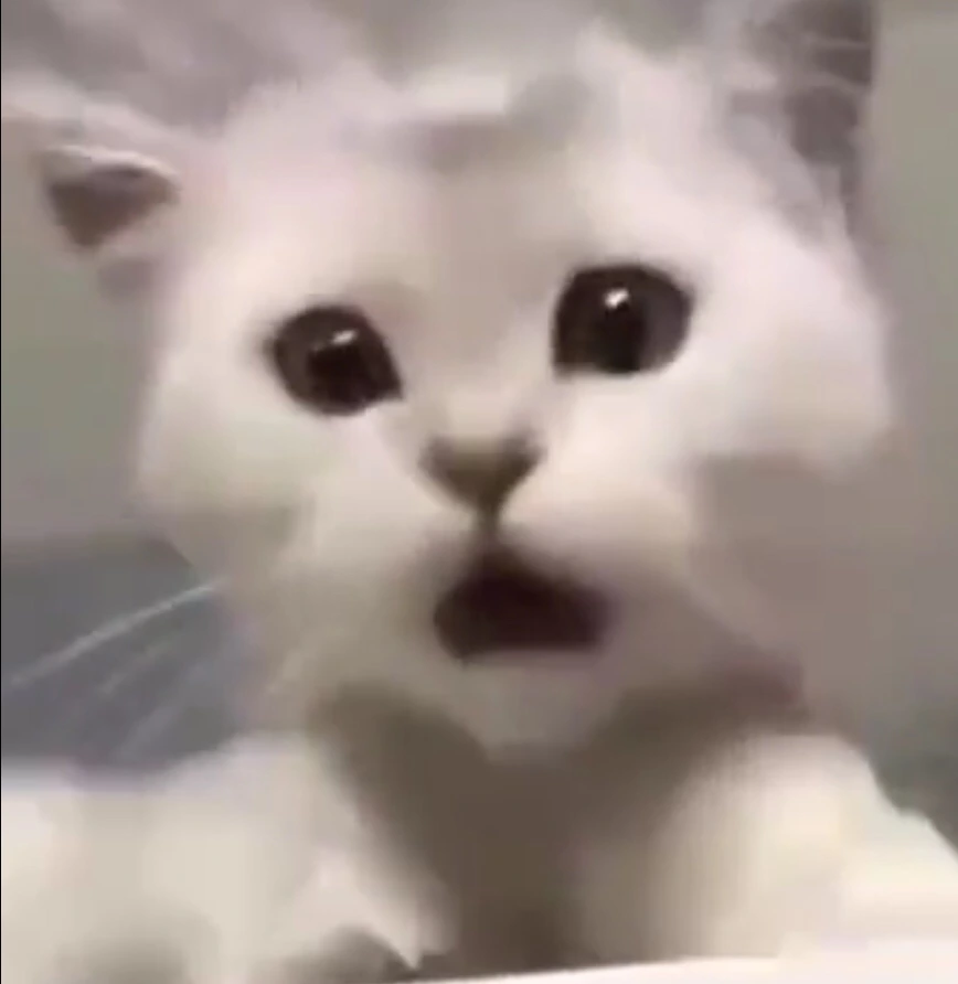 cat_shock emote