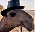 Cluefull emote
