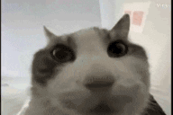 whatdidthisretuhrdjustsay animated emote
