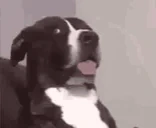 BruhDog emote