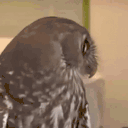 OwlStare