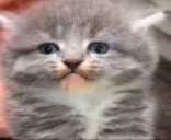 notMad emote