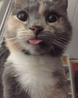 Kittytongue emote
