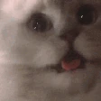 catscream2 emote
