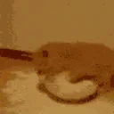 NOOOMYMILJ emote