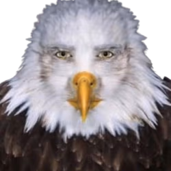 cursed_eagle_stare emote
