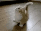 catPls emoji