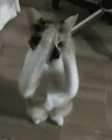 GatoShake emote