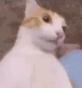icanttakeitanymore emote