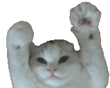 catWave emote
