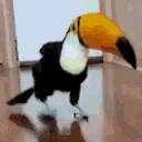 toucanJAM emote