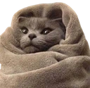 comfycat emote