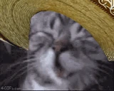 senorCATW emote