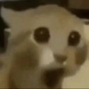 0 emote