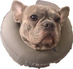 Koda67 emote