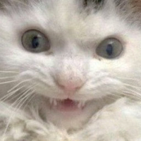 Excited_Cat static emote