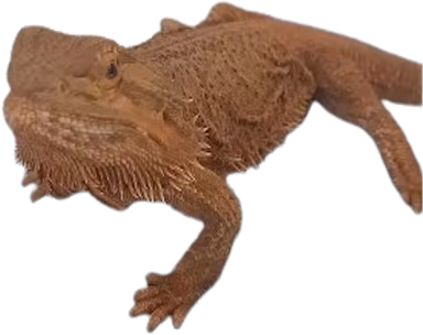 pikxlestoothless emote