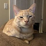 scratch_cat emote