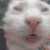 bugga emote