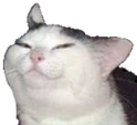 knifecat emote