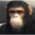 shani_monke emote