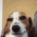 dogSmirk emote