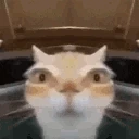 ErE emote