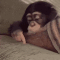 bored_monkey animated emote